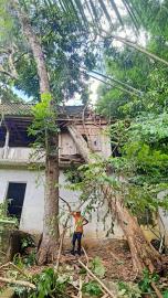 Pohon Jati Deameter 170an Menimpa Rumah